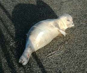 Zeehondje gevonden Moddergat 2019